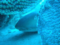   Sleeping nurse shark  